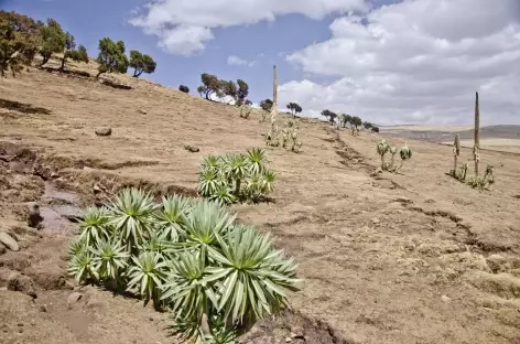 Vers le village de Geech, massif du Simien - Ethiopie