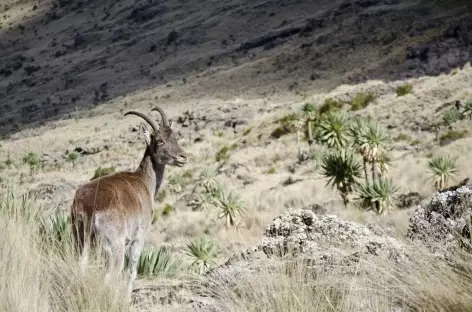 Bouquetin ibex walia, montagnes du Simien - Ethiopie