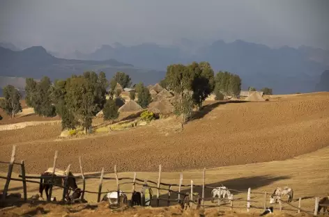 Vers le village de Sona, Simien - Ethiopie