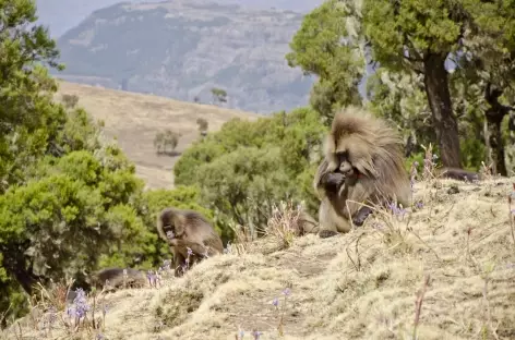 Babouins geladas, montagnes du Simien - Ethiopie