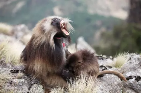 Babouin gelada, Simien - Ethiopie