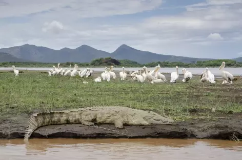 Crocodile et pélicans dans le Parc national de Nechisar, lac Chamo, Vallée de l'Omo - Ethiopie