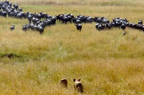 Chasse de lionnes au, réserve du Masai Mara - Kenya - 