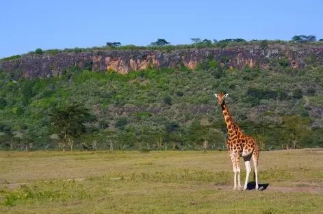 Safari dans le Parc national de Nakuru - Kenya - 