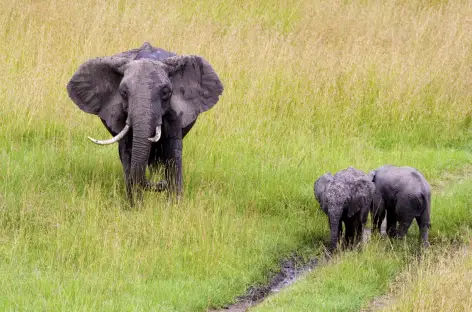 Eléphants au Masai Mara -