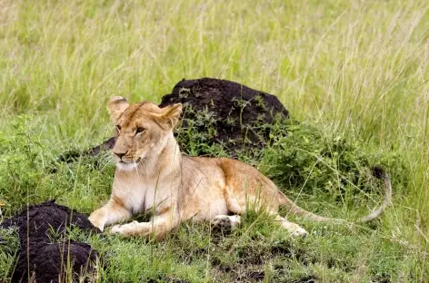 Jeune lionne - 