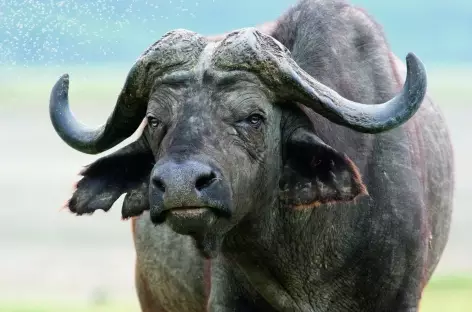 Buffle - 