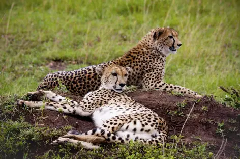 Guépards au Masai Mara - 