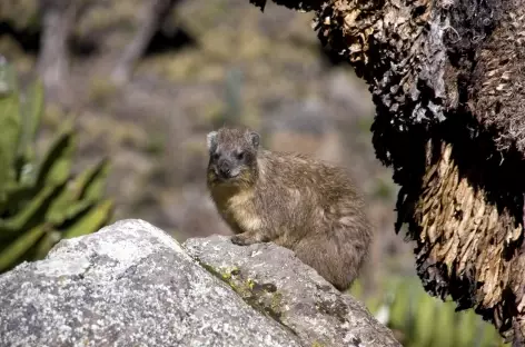 Daman des rochers, Mont Kenya - Kenya