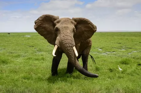 Eléphant dans le Parc national d'Amboseli - Kenya