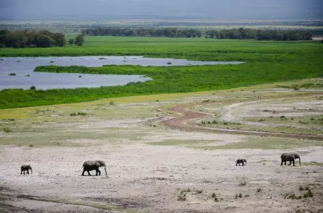 Eléphants dans le parc d'Amboseli - Kenya