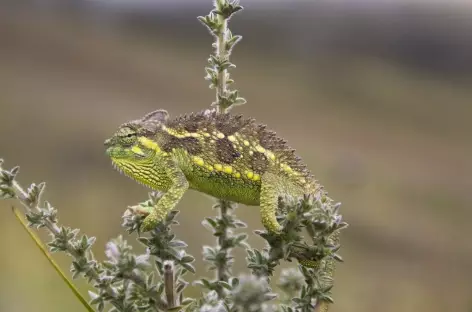 Caméléon au Mont Kenya - Kenya