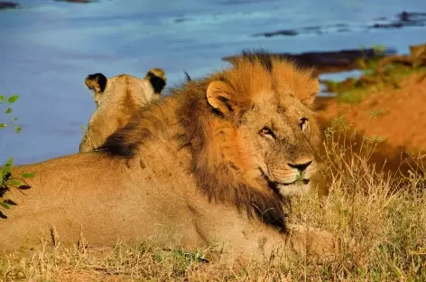 Lion à Amboseli - Kenya