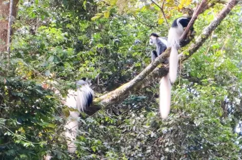 Colobes blancs et noirs, espèce endémique au Kilimanjaro - Tanzanie