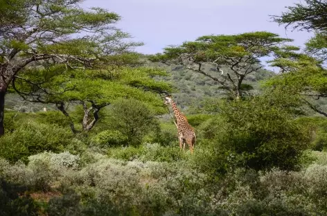 Girafe dans le Parc national d'Amboseli - Kenya