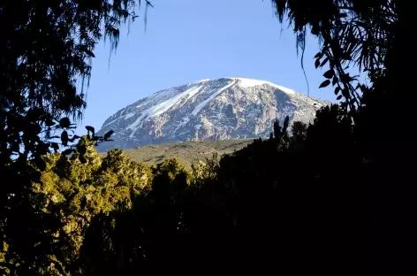 Descente sur Mweka Gate à travers la forêt équatoriale - Tanzanie