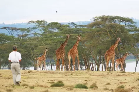 Safari à pied à Crescent Island, lac Naivasha