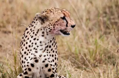 Guépard, Réserve du Masai Mara - Kenya