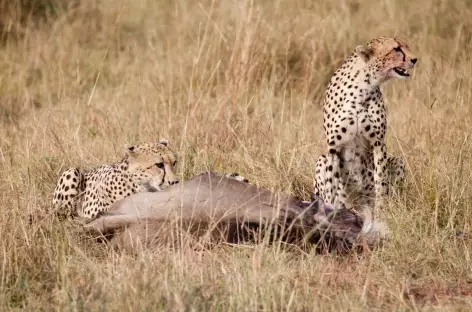 Festin de guépards, Réserve du Masai Mara - Kenya