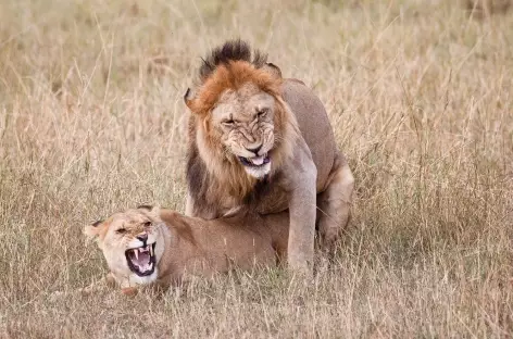 Lion et lionne, Réserve du Masai Mara - Kenya