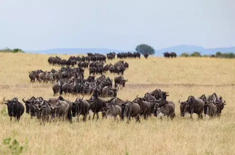 Gnous, Réserve du Masai Mara - Kenya