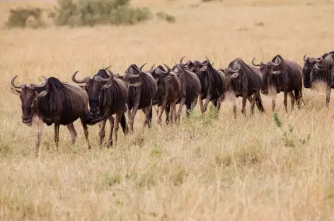 Gnous, Réserve du Masai Mara - Kenya