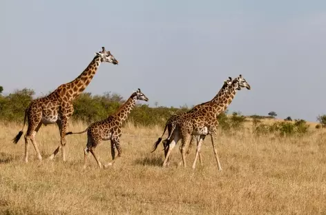 Girafes, Réserve du Masai Mara - Kenya