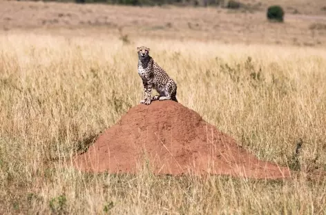 Guépard, Réserve du Masai Mara - Kenya