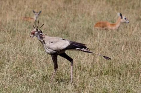 Serpentaire, Réserve du Masai Mara - Kenya