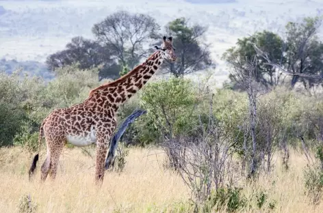 Girafe, Réserve du Masai Mara - Kenya