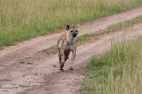 Hyène tachetée, Réserve du Masai Mara - Kenya