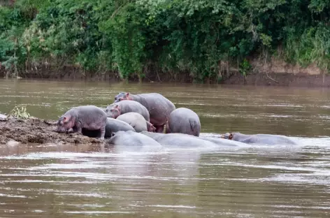 Hippopotames, Réserve du Masai Mara - Kenya