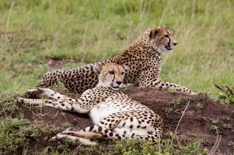 Guépards, Réserve du Masai Mara - Kenya - 