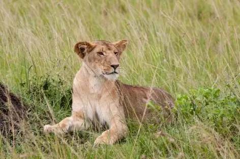 Lionne, Réserve du Masai Mara - Kenya