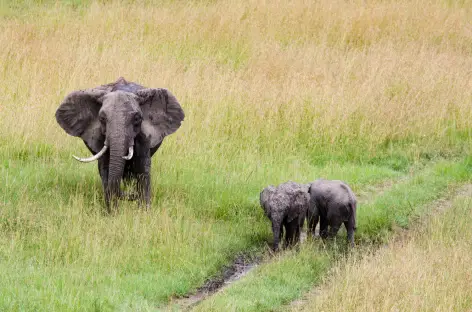 Eléphant, Réserve du Masai Mara - Kenya