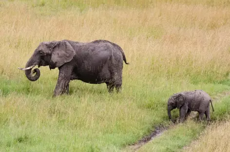 Eléphant, Réserve du Masai Mara - Kenya