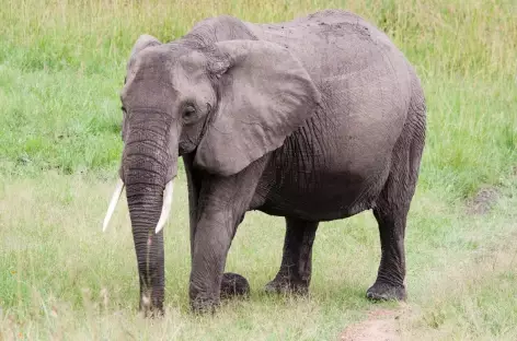 Eléphant, Réserve du Masai Mara - Kenya