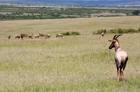 Damalisque, Réserve du Masai Mara - Kenya