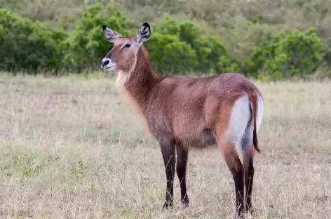 Cobe à croissant, Réserve du Masai Mara - Kenya