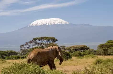 Eléphant, Parc d'Amboseli - Kenya