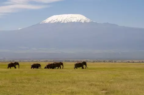 Eléphants, Parc d'Amboseli - Kenya