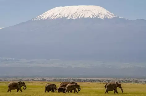 Eléphants, Parc d'Amboseli - Kenya