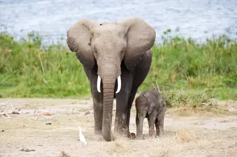 Eléphants, Parc d'Amboseli - Kenya
