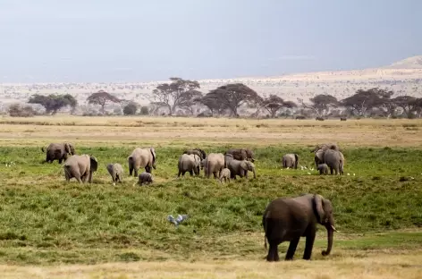 Eléphants, Parc d'Amboseli - Kenya