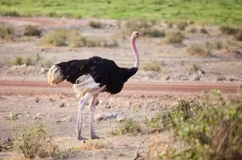 Autruche, Parc d'Amboseli - Kenya