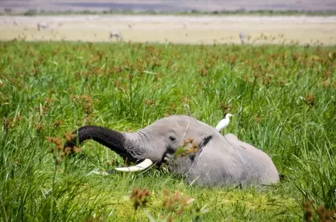 Eléphant, Parc d'Amboseli - Kenya - 