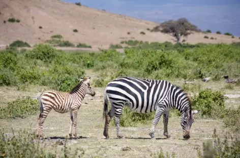 Zèbres à Parc d'Amboseli - Kenya