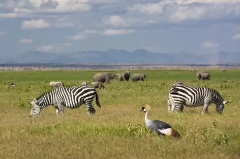 Parc d'Amboseli - Kenya