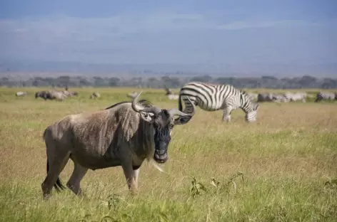 Gnou et zèbre, Parc d'Amboseli - Kenya