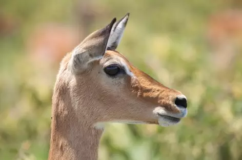 Parc de Nakuru - Kenya